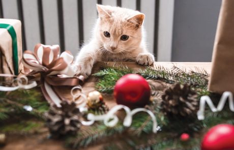 Holiday Hazards for Dogs and Cats