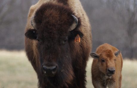 Wildlife Prairie Park